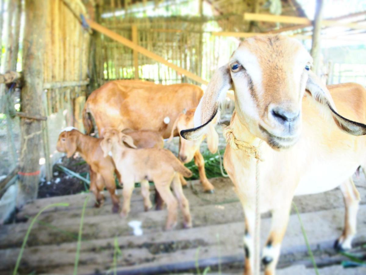 Yaoisland Resort And Farm Яо-Яй Экстерьер фото